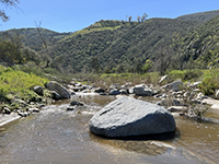 Looking upstream with the forested canyon wall in distance.